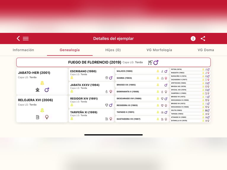 PRE Caballo castrado 7 años 177 cm Tordo in Galaroza (Huelva)