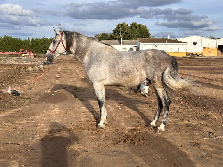 PRE Caballo castrado 7 años 177 cm Tordo in Galaroza (Huelva)