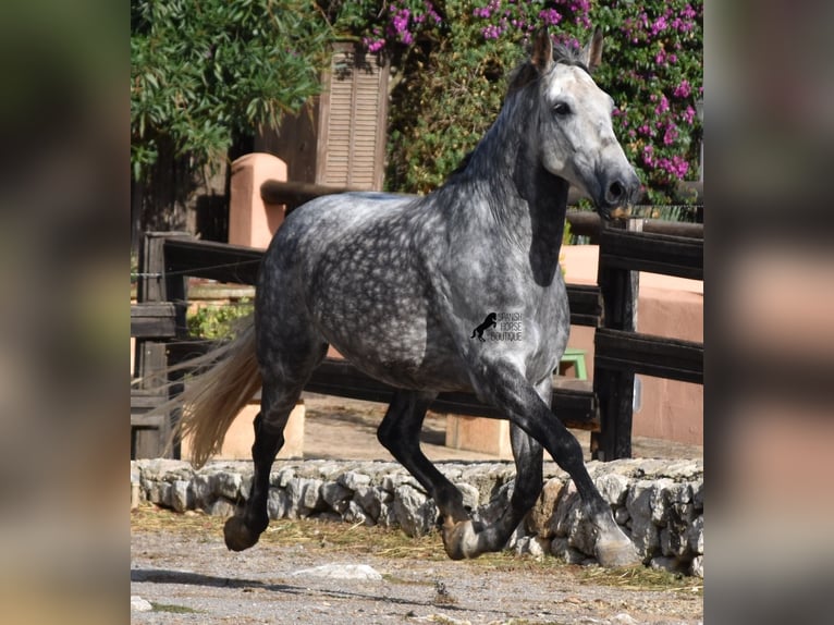 PRE Mestizo Caballo castrado 7 años 177 cm Tordo in Mallorca