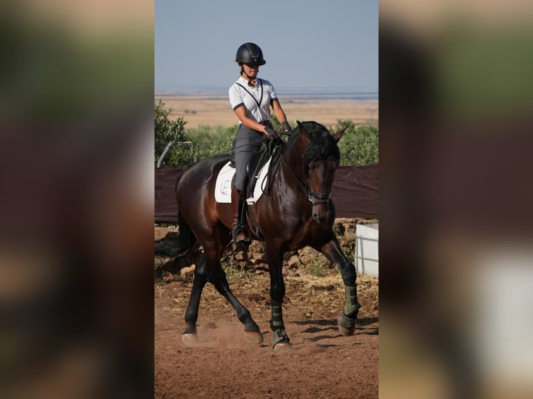 PRE Caballo castrado 7 años 178 cm Castaño in Viator
