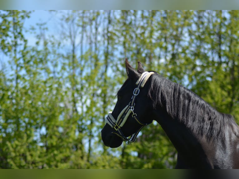 PRE Caballo castrado 8 años 152 cm Morcillo in Bad Harzburg Eckertal