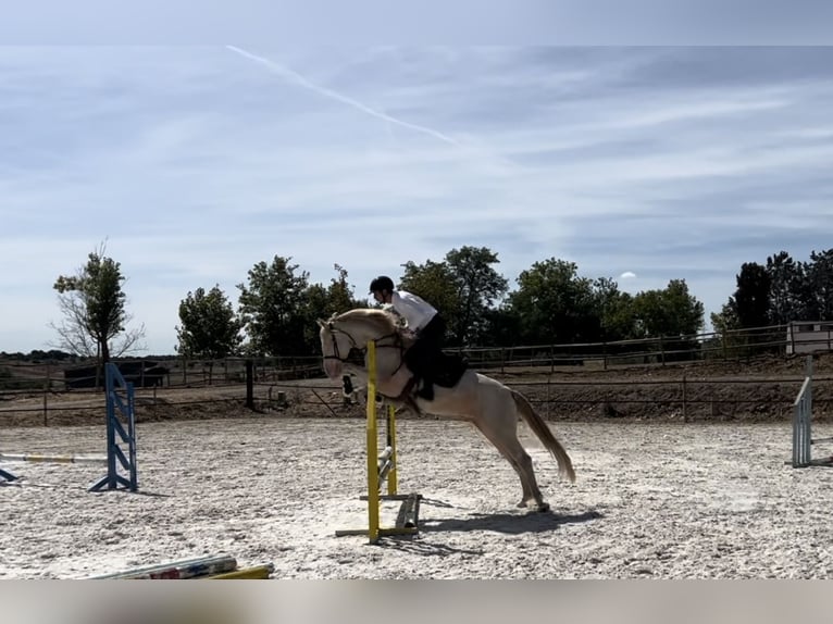 PRE Caballo castrado 8 años 154 cm Cremello in Alcobendas