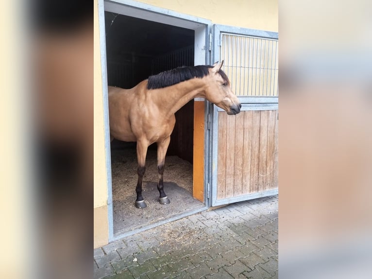 PRE Caballo castrado 8 años 156 cm Bayo in Mönchsroth