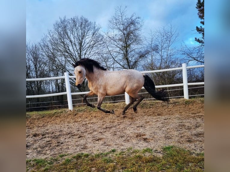 PRE Caballo castrado 8 años 156 cm Bayo in Mönchsroth