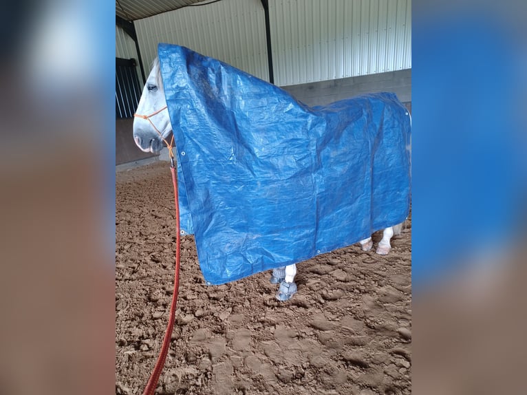 PRE Mestizo Caballo castrado 8 años 156 cm Tordo in Moers