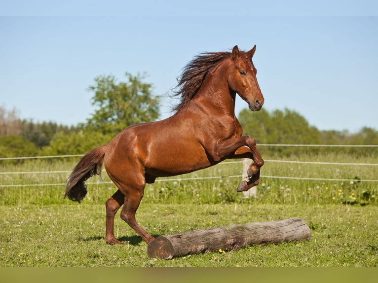 PRE Mestizo Caballo castrado 8 años 158 cm Alazán in Osdorf