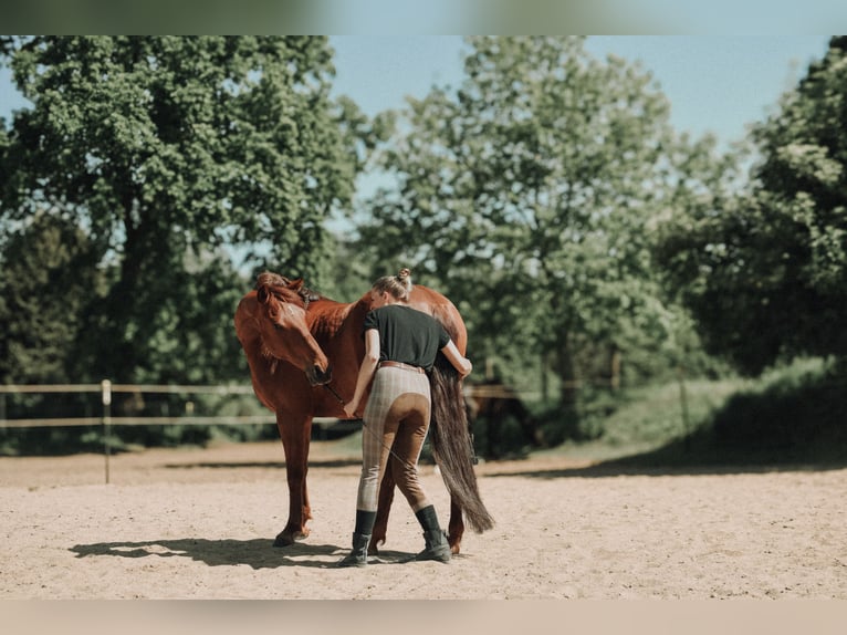 PRE Mestizo Caballo castrado 8 años 158 cm Alazán in Osdorf