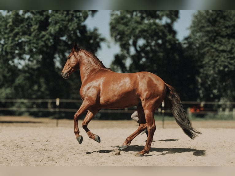 PRE Mestizo Caballo castrado 8 años 158 cm Alazán in Osdorf