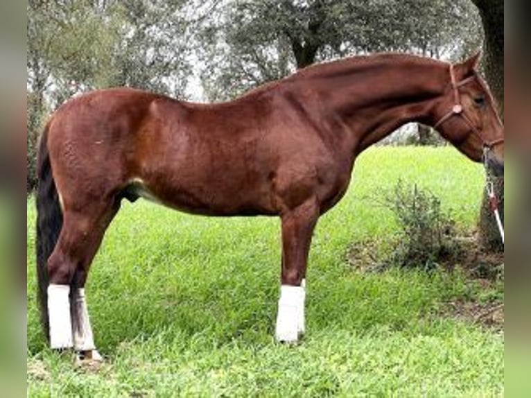 PRE Mestizo Caballo castrado 8 años 160 cm Alazán-tostado in Malaga