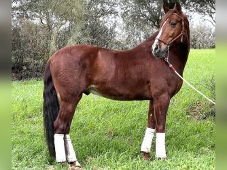 PRE Mestizo Caballo castrado 8 años 160 cm Alazán-tostado in Malaga