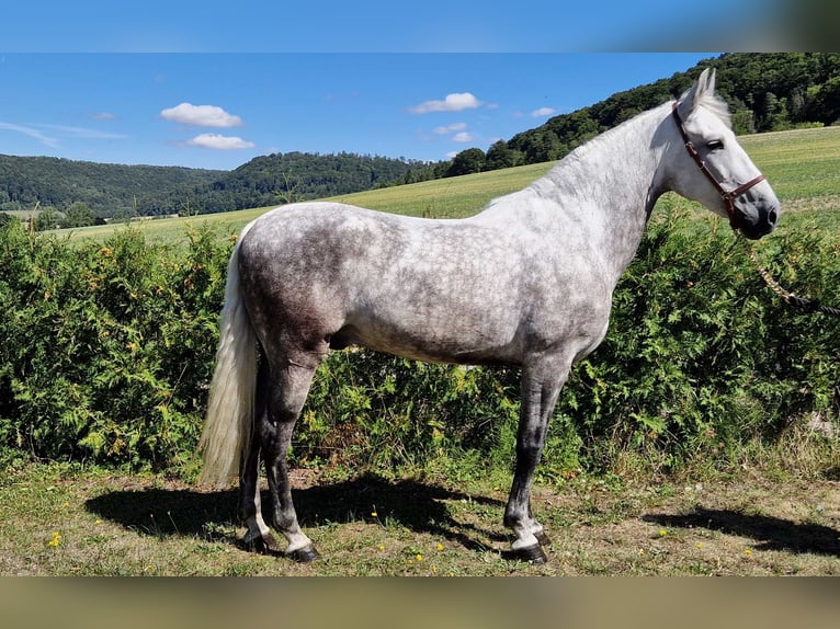 PRE Mestizo Caballo castrado 8 años 160 cm in Schimberg