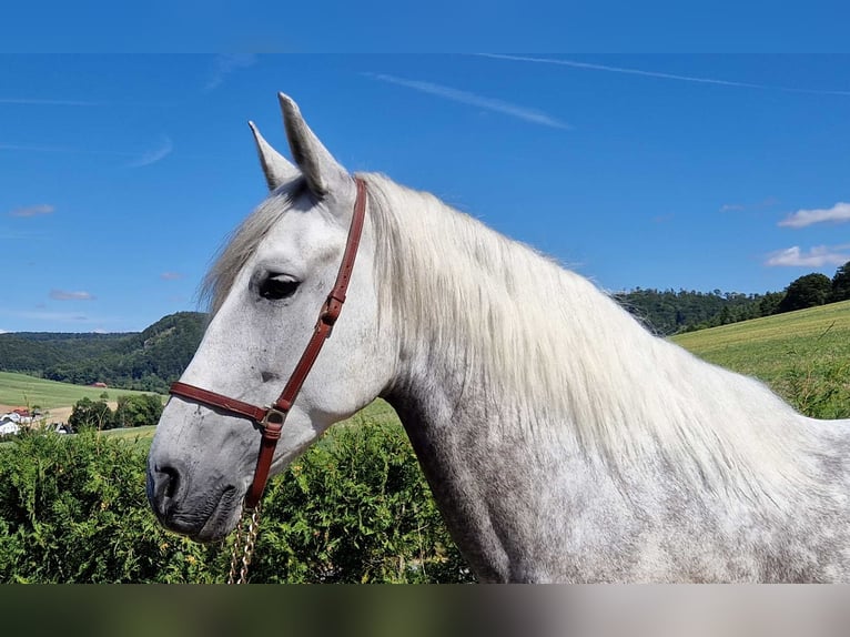 PRE Mestizo Caballo castrado 8 años 160 cm in Schimberg
