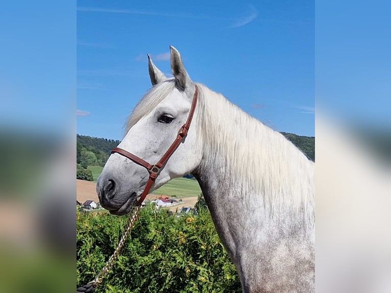 PRE Mestizo Caballo castrado 8 años 160 cm in Schimberg
