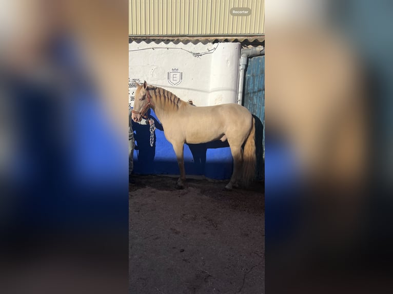 PRE Caballo castrado 8 años 160 cm Cremello in Pilas