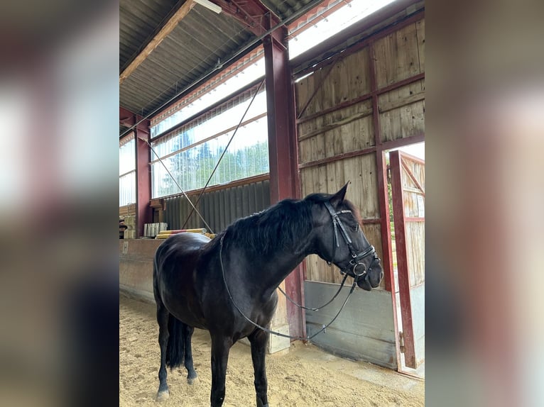 PRE Mestizo Caballo castrado 8 años 160 cm Negro in Grüningen