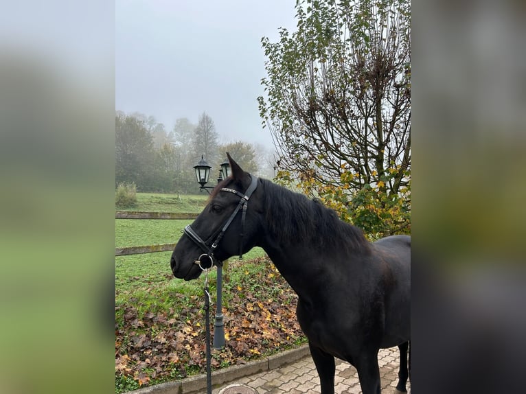 PRE Mestizo Caballo castrado 8 años 160 cm Negro in Grüningen