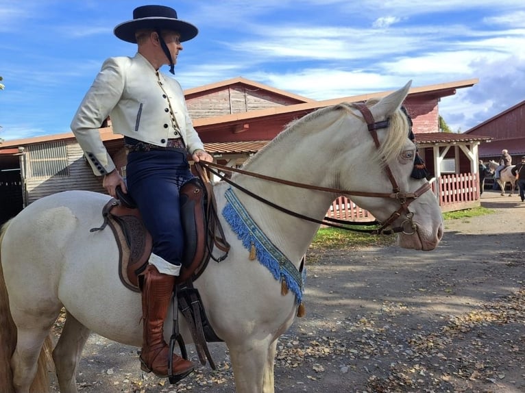 PRE Caballo castrado 8 años 160 cm Perlino in Einbeck