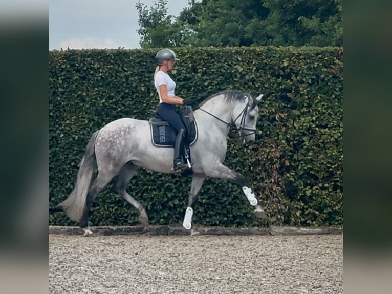 PRE Mestizo Caballo castrado 8 años 160 cm Tordo in Ammerzoden