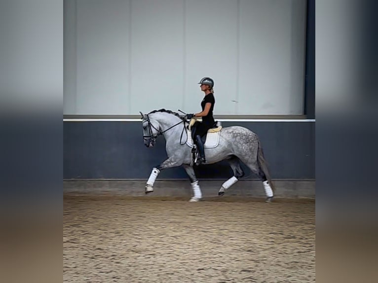 PRE Mestizo Caballo castrado 8 años 160 cm Tordo in Ammerzoden