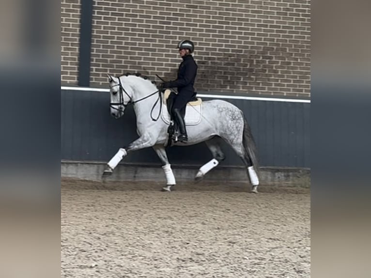 PRE Mestizo Caballo castrado 8 años 160 cm Tordo in Ammerzoden