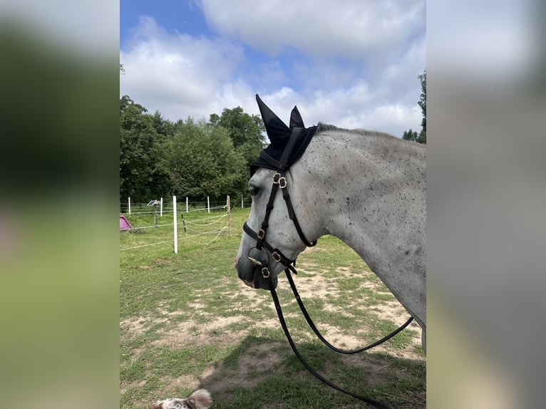 PRE Mestizo Caballo castrado 8 años 160 cm Tordo rodado in Harthausen