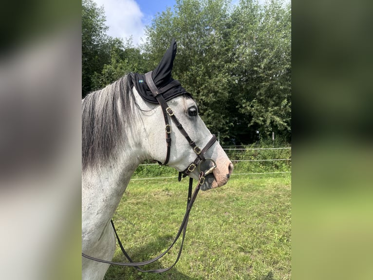 PRE Mestizo Caballo castrado 8 años 160 cm Tordo rodado in Harthausen