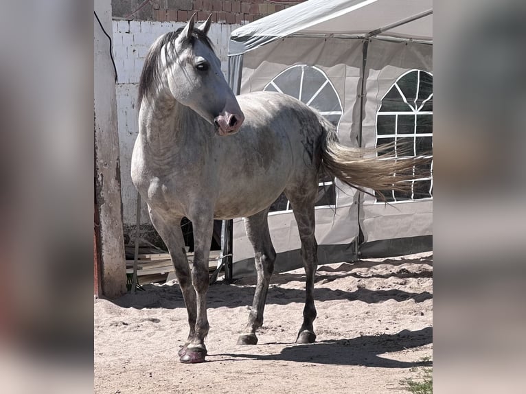 PRE Mestizo Caballo castrado 8 años 160 cm Tordo rodado in Harthausen