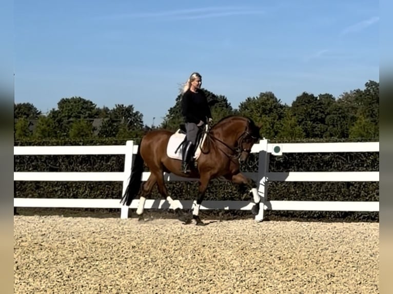 PRE Caballo castrado 8 años 161 cm Castaño in Niederkr&#xFC;chten