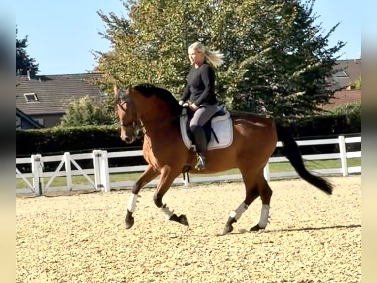 PRE Caballo castrado 8 años 161 cm Castaño in Niederkr&#xFC;chten