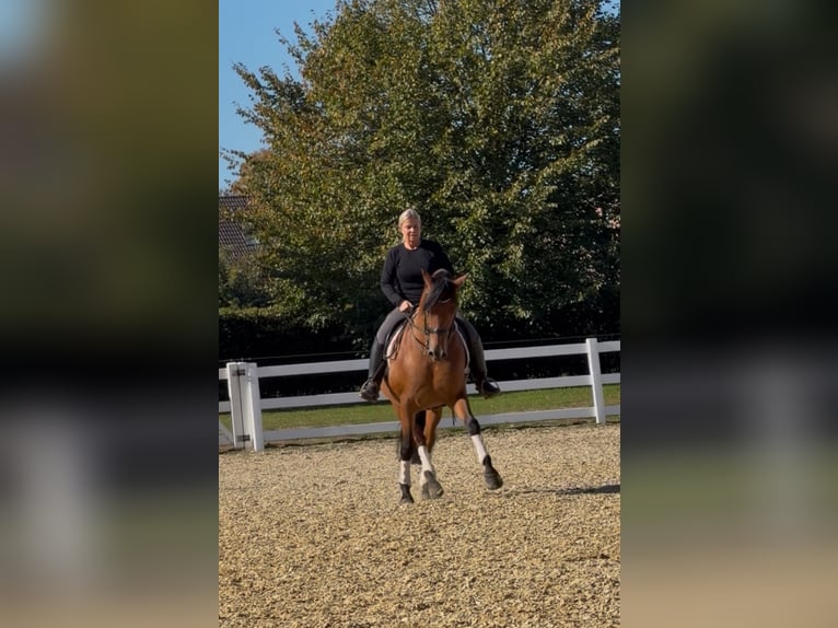 PRE Caballo castrado 8 años 161 cm Castaño in Niederkr&#xFC;chten
