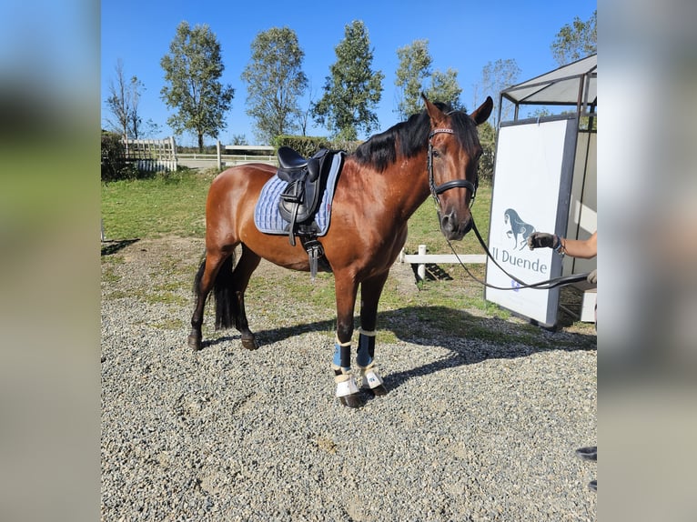 PRE Caballo castrado 8 años 162 cm in Quargnento