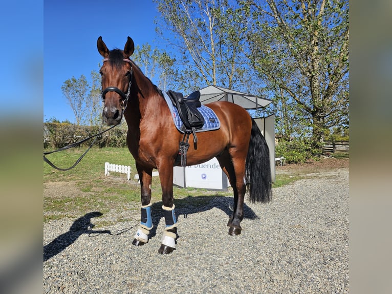 PRE Caballo castrado 8 años 162 cm in Quargnento