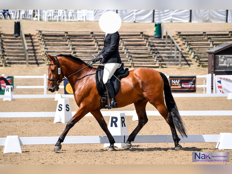 PRE Caballo castrado 8 años 162 cm in Quargnento