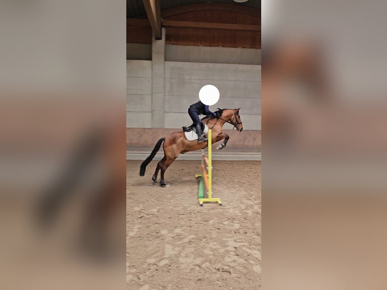 PRE Caballo castrado 8 años 162 cm in Quargnento