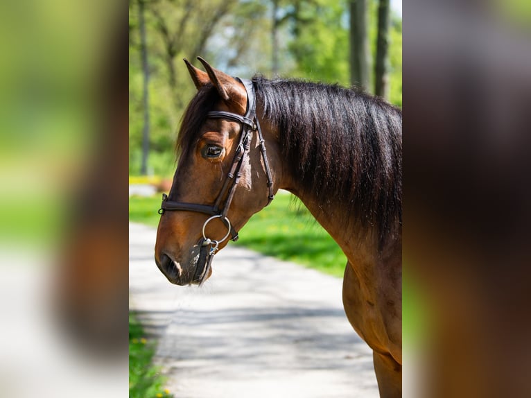 PRE Caballo castrado 8 años 162 cm Castaño in Lubstów