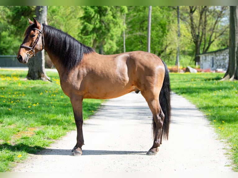 PRE Caballo castrado 8 años 162 cm Castaño in Lubstów