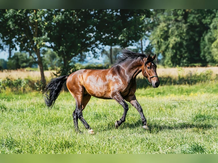 PRE Mestizo Caballo castrado 8 años 162 cm Castaño in Sottrum