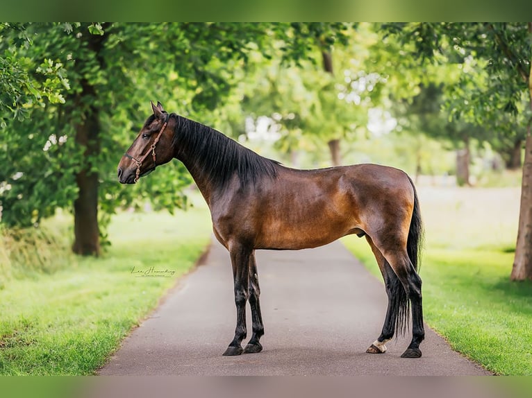 PRE Mestizo Caballo castrado 8 años 162 cm Castaño in Sottrum