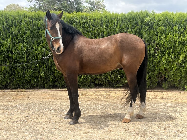 PRE Caballo castrado 8 años 162 cm Castaño oscuro in Torrente