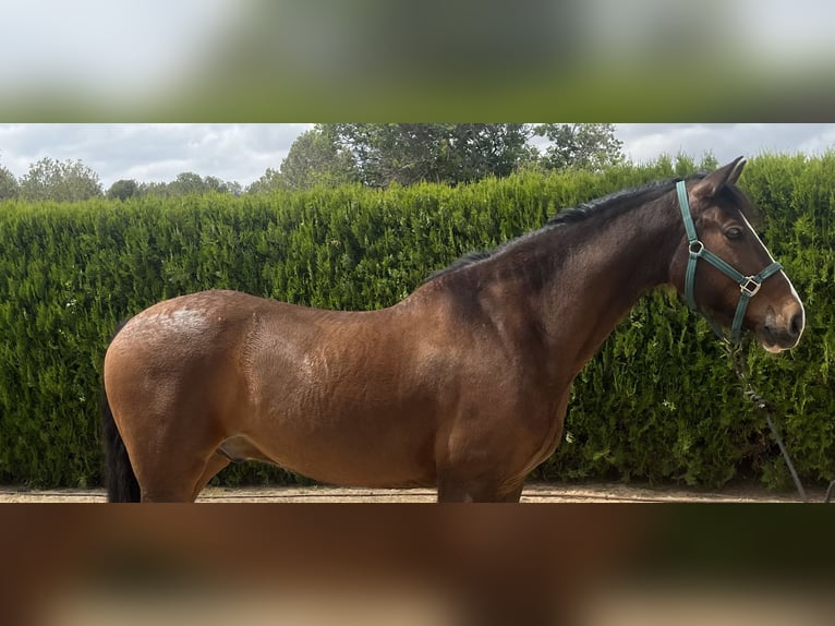 PRE Caballo castrado 8 años 162 cm Castaño oscuro in Torrente