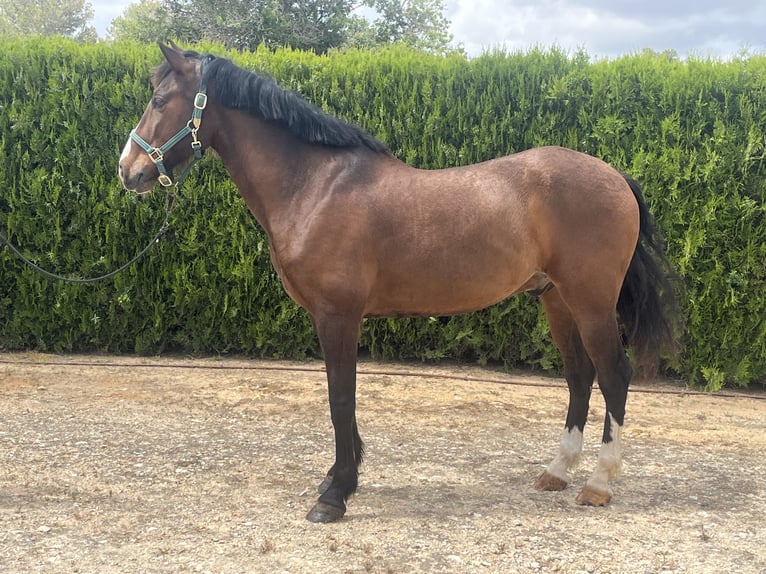 PRE Caballo castrado 8 años 162 cm Castaño oscuro in Torrente