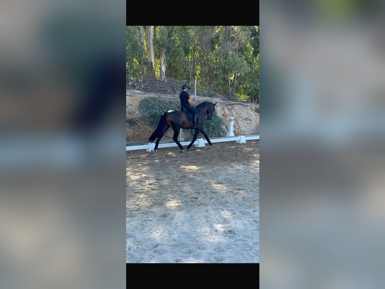 PRE Mestizo Caballo castrado 8 años 162 cm Negro in El puerto de Santa Maria