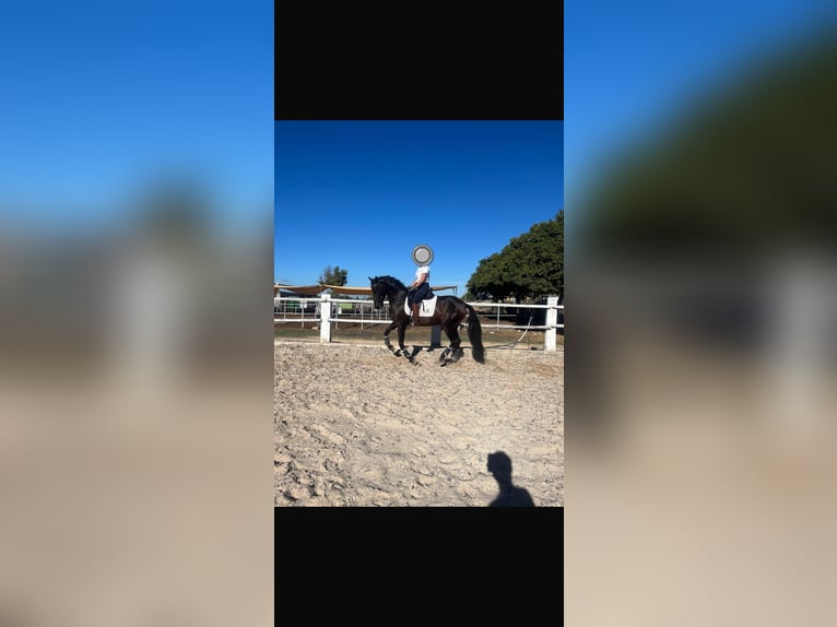 PRE Mestizo Caballo castrado 8 años 162 cm Negro in El puerto de Santa Maria