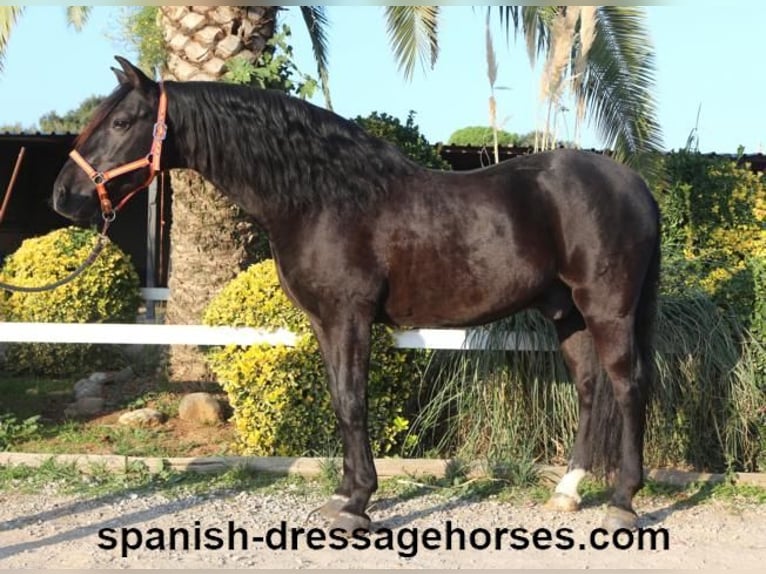 PRE Caballo castrado 8 años 162 cm Negro in Barcelona