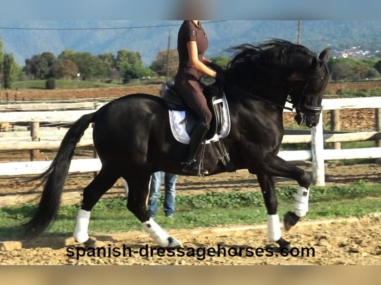 PRE Caballo castrado 8 años 162 cm Negro in Barcelona