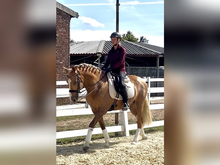 PRE Mestizo Caballo castrado 8 años 162 cm Palomino in Niederkrüchten