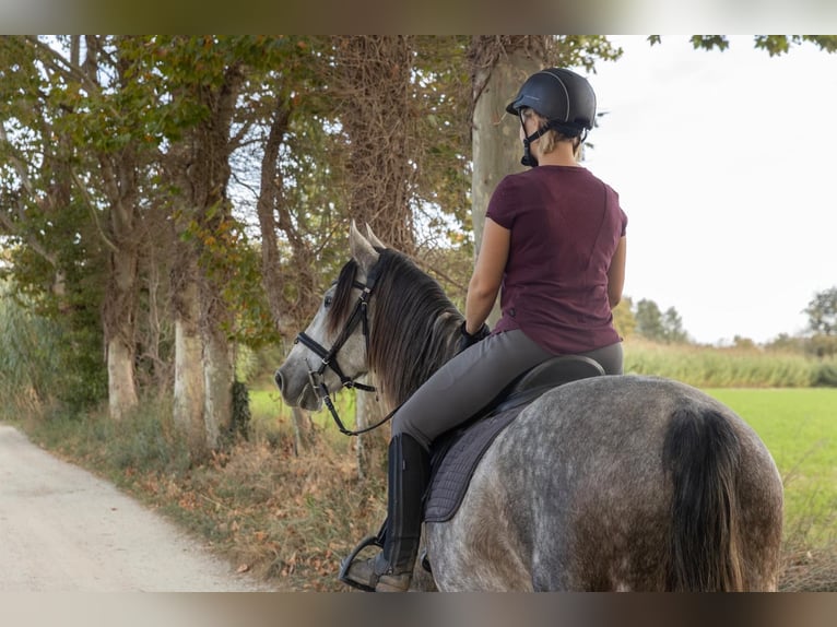 PRE Caballo castrado 8 años 162 cm Tordo in Castello D'Empuries