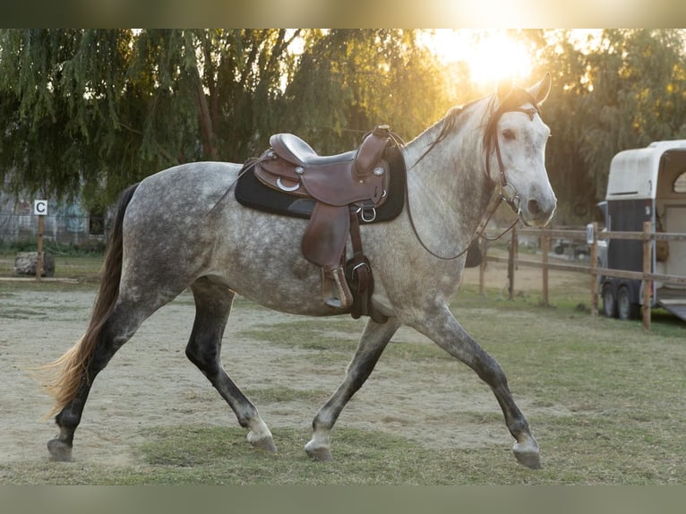 PRE Caballo castrado 8 años 162 cm Tordo in Castello D'Empuries