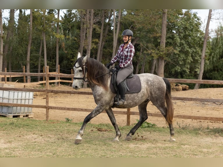 PRE Caballo castrado 8 años 162 cm Tordo in Castello D'Empuries