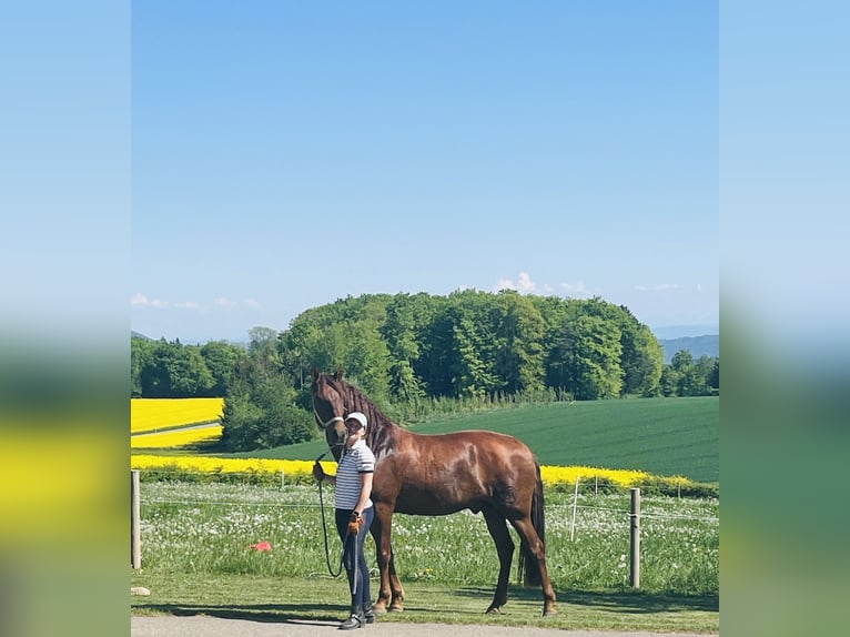 PRE Mestizo Caballo castrado 8 años 163 cm Alazán in Ossingen